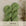 Fauna