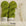 FARN - Organic Woolin
