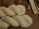 N016 - Semilla